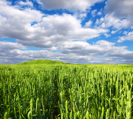 green wheat field and clouds