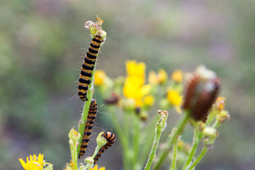 caterpillar working his way ip