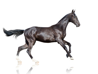Fototapeta na wymiar Runnining black horse with blue eyes isolated on white backround