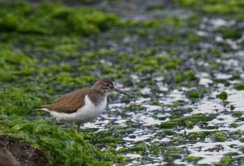 Common sandpiper feeding on green algae in the Santoña marshes 