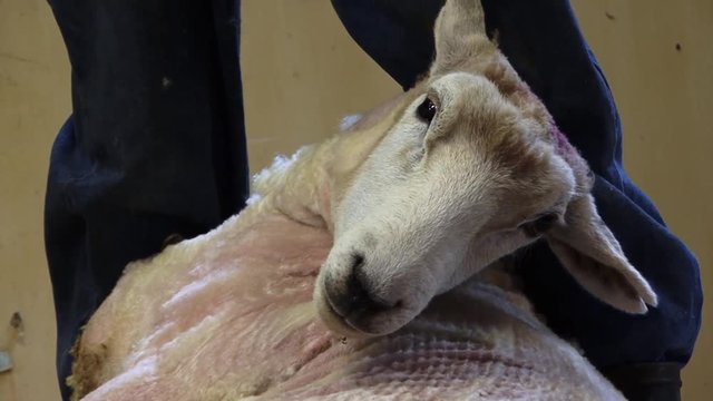 Close up of sheep being Shawn