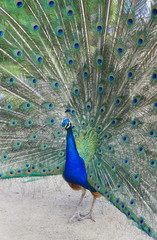 Beautiful peacock in the garden