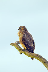 Buzzard Buteo buteo perched on dead oak branch