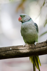 malabar parakeet
