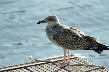 jeune goéland argenté