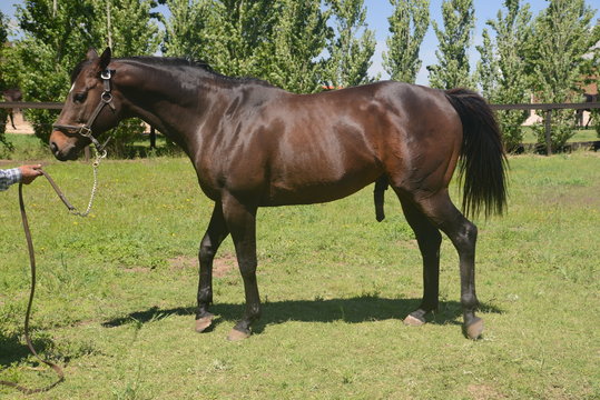 Caballos de Polo