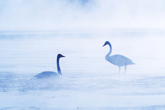 気嵐と白鳥