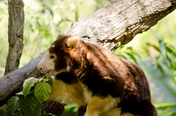 tree kangaroo