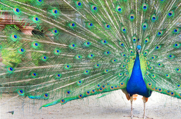 Obraz premium Beautiful peacock in the garden