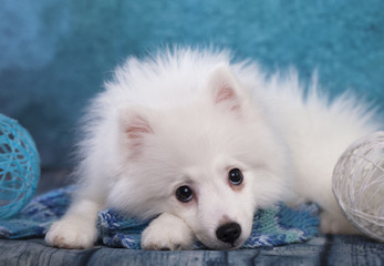 puppy White Japanese Spitz