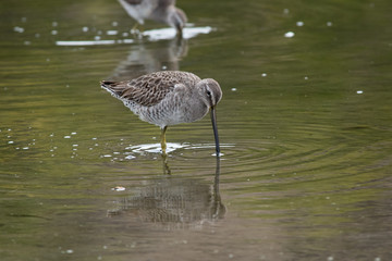 Long-billed dowitcher and it's reflection in the water.