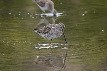 Long-billed dowitcher and it's reflection in the water.