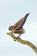 Buzzard Buteo buteo perched on dead oak branch