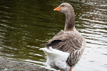 One graylag goose on the shore.