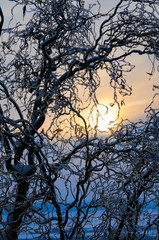 Auf den Zweigen einer Weide reflektiert eine dicke Schicht von Blitzeis das Licht des Sonnenuntergangs, das verschneite Tal schimmert Gletscherblau