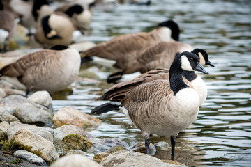 Canada geese on a rocky shore.