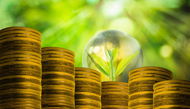 Fresh small tree growth on gold coins with abstract blurred fresh green nature background with bokeh and sunlight, Investment concept.