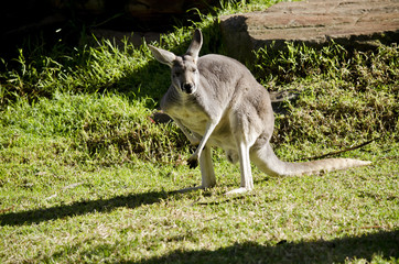 male red kangaroo