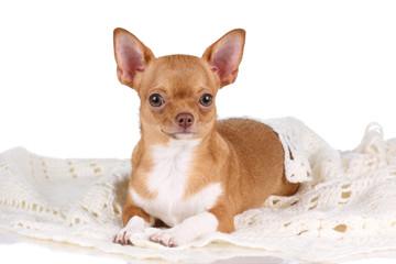 Beautiful red chihuahua dog on white background
