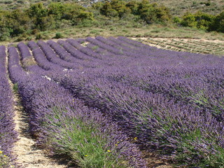 Champ de lavande en Provence
