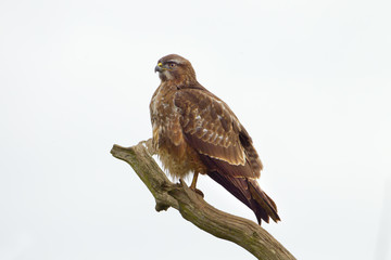 Buzzard Buteo buteo perched on dead oak branch