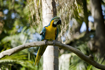 blue and gold macaw