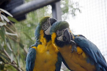2 blue and gold macaws