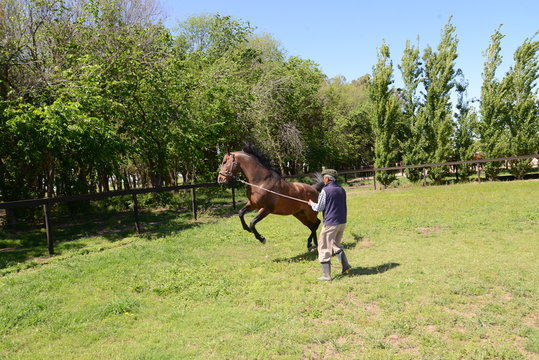 Caballos de Polo