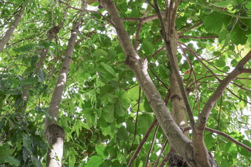 branch and leaf of tree beautiful in the forest 