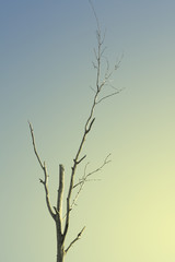 Fototapeta na wymiar tree siluetas