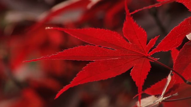 Red Leaf / Kırmızı Yaprak