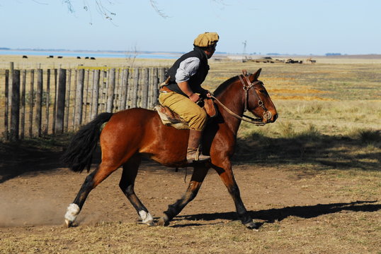 Amance de caballos criollos