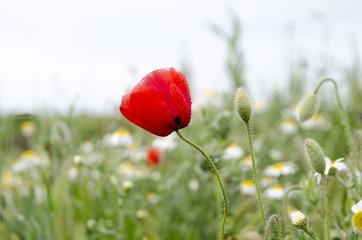 Naklejka premium AMAPOLA 