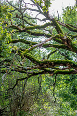 The scary branches of a dead tree covered by ivy and moss and lichens. Nature overwhelming.
