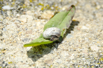 CARACOL JUGANDO CON HOJA VERDE