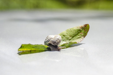 CARACOL JUGANDO CON HOJA VERDE