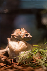 small lizard in terrarium for home decor