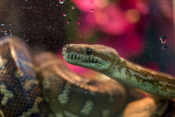 brown snake in terrarium for home decor