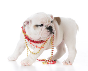 female bulldog puppy