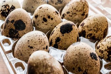 Obraz premium Quail Eggs in plastic box / carrier