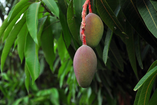 Mango tree with fruits, plantation