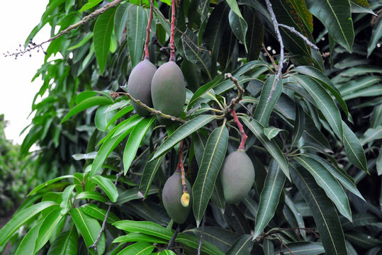Mango tree with fruits, plantation