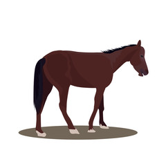  Horse  Illustration in Flat Design