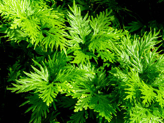 Freshness green of Selaginella involvens fern