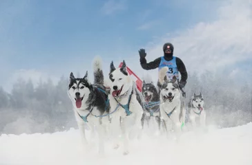 Fotobehang Winter sled dog race in the wonderful winter landscape in the background is blurred guide dogs. Winter Sled dog racing on the circuit. © murmakova
