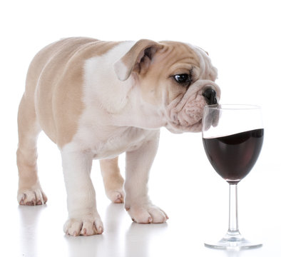 Puppy About To Spill Wine