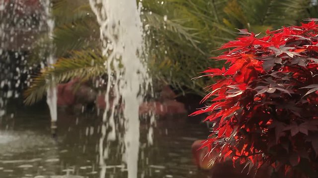 Red Leaf / Kırmızı Yaprak