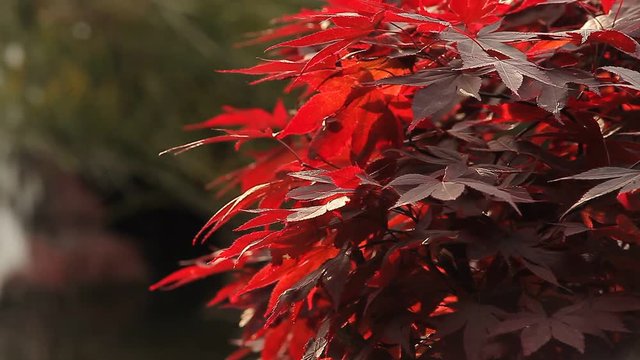 Red Leaf / Kırmızı Yaprak