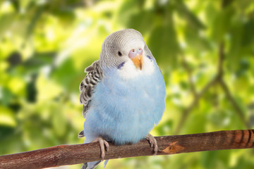 young blue budgerigar in roost on a white background isolated.