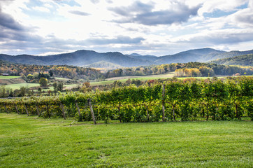 Fototapeta na wymiar Autumn vineyard hills during in Virginia with yellow trees